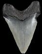 Juvenile Megalodon Tooth - South Carolina #49980-1